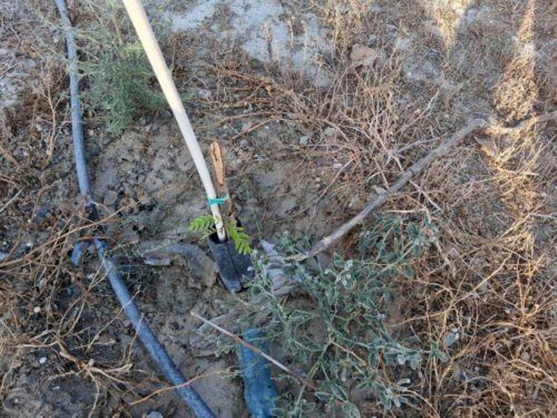 Ζημιές σε δέντρα κοντά στο Γυμνάσιο Βεργίνας