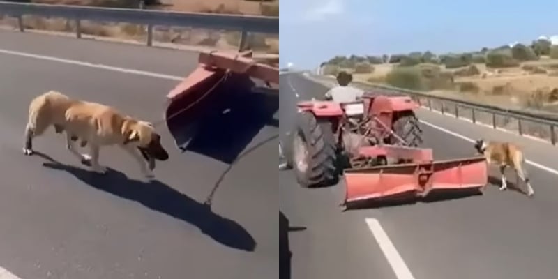 Εξοργιστικό βίντεο κάνει τον γύρο του διαδικτύου: Άνδρας στα κατεχόμενα έδεσε με σχοινί σκύλο στο τρακτέρ και τον τραβούσε