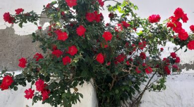 61372743_2498939026791175_2682635817167355904_n