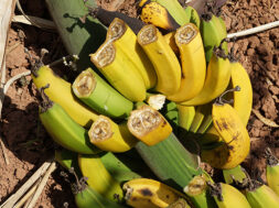 Banana-brunchy-disease