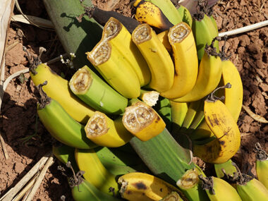 Banana-brunchy-disease