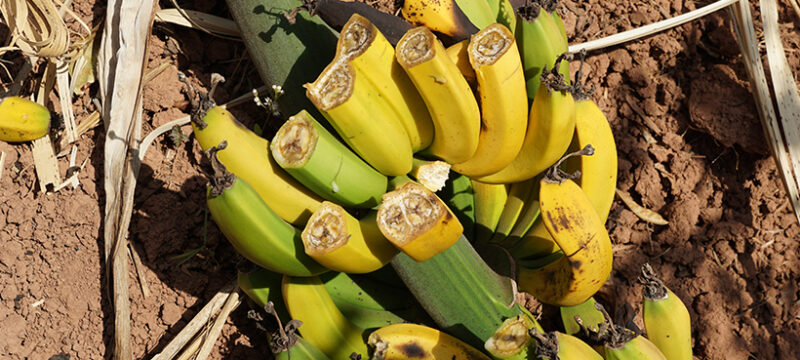 Banana-brunchy-disease