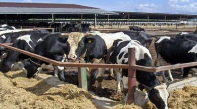 dfd1655161208650a379b5fca9d5552f