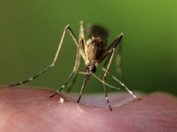 mosquito-5549428_1280