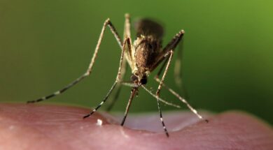 mosquito-5549428_1280