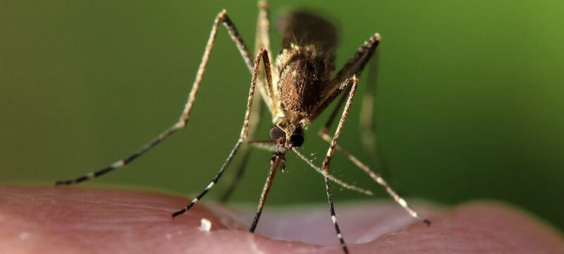 mosquito-5549428_1280