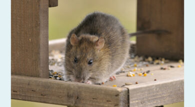 1271665620-01809-31833