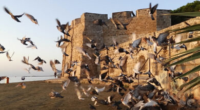 OLYMPUS DIGITAL CAMERA