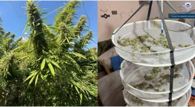 622eeeed_6a37_4ff9_beb6_6d7ce4fd3c06-thumb