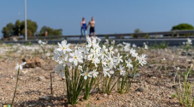 89321561_10157056546513848_9114375426263744512_o