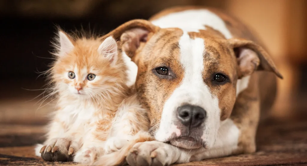 Το V3ts Veterinary Clinic γιορτάζει την Παγκόσμια Ημέρα Ζώων με ένα υπέροχο event