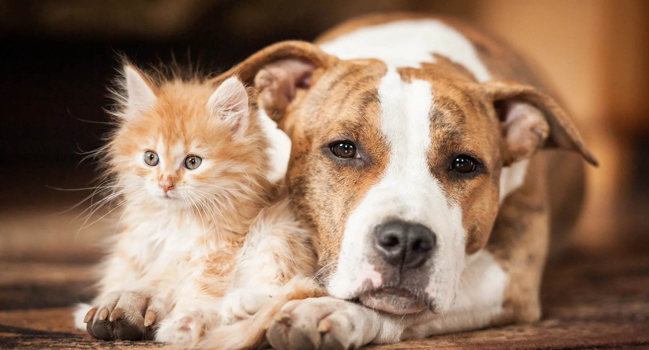 Το V3ts Veterinary Clinic γιορτάζει την Παγκόσμια Ημέρα Ζώων με ένα υπέροχο event Το V3ts Veterinary Clinic γιορτάζει την Παγκόσμια Ημέρα Ζώων με ένα υπέροχο event