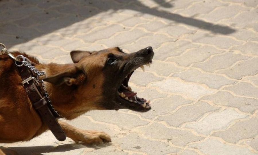 Σκύλος επιτέθηκε σε κοριτσάκι 2,5 ετών – Θα υποβληθεί σε επέμβαση