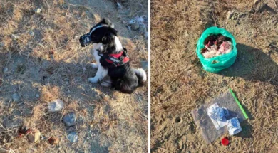 dilitiriaseis-123-1536×864