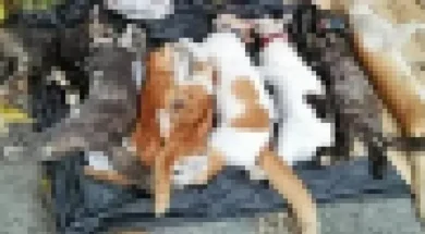 friki_se_koimitirio_sti_lemeso-thumb