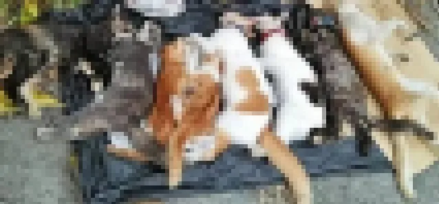 Φρίκη σε κοιμητήριο στη Λεμεσό – Δηλητηρίασαν 30 γάτες (φώτο)