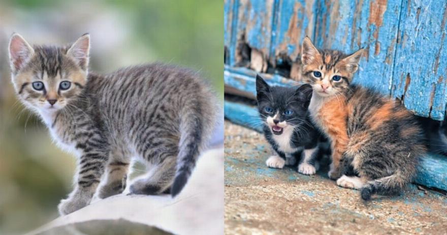 Άνω του 1 εκ. οι αδέσποτοι γάτοι στην Κύπρο – Καταρτίστηκε σχέδιο δράσης