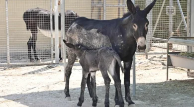 kypriako-gaidouraki-9