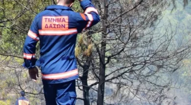 tmima_dason-large_thumbnail