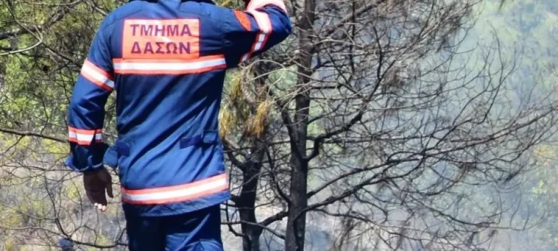 tmima_dason-large_thumbnail