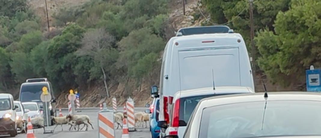 ΠΡΟΣΟΧΗ: Αιγοπρόβατα στον αυτοκινητόδρομο, παρά την Κοκκινοτριμιθιά