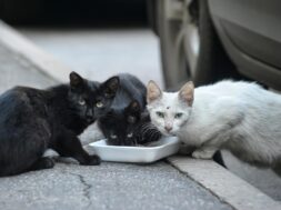 201112115121_catsstray-1