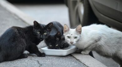 201112115121_catsstray-1