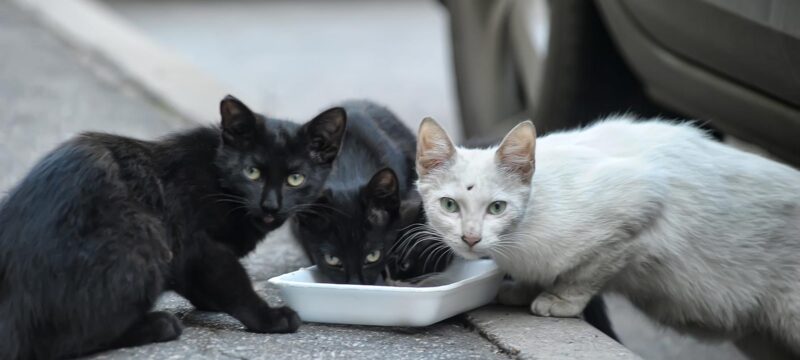 201112115121_catsstray-1