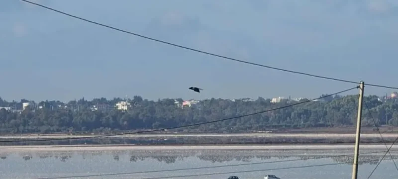 552456885_1184558250155651_6705912e16d0bafill_1600x900_1-large_thumbnail