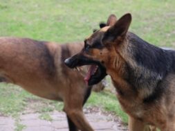 84f6b43af2ea432e9afb92ccb8bd8546