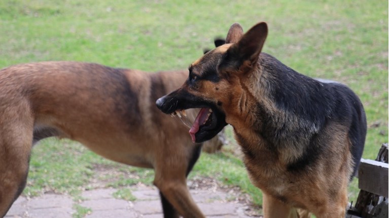 Αγέλη αδέσποτων σκύλων επιτέθηκε σε 14χρονη στη Θεσσαλονίκη