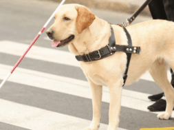 Liberty-Guide-Dogs_Mathame_ta_panta_gia_tous_skylous_odhgous