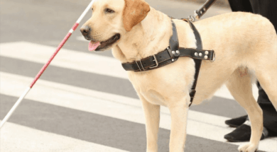 Liberty-Guide-Dogs_Mathame_ta_panta_gia_tous_skylous_odhgous