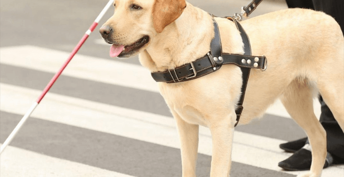 Liberty-Guide-Dogs_Mathame_ta_panta_gia_tous_skylous_odhgous