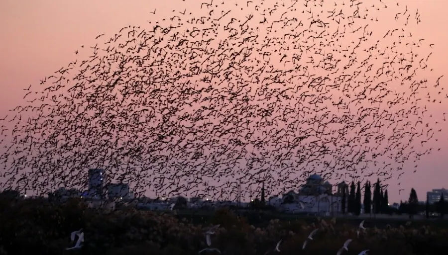 Εντυπωσιακοί εναέριοι σχηματισμοί πουλιών πάνω από την Σκαρίνου  (φώτο)