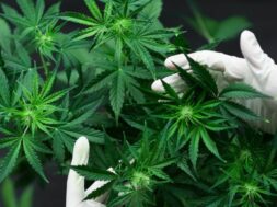cannabis_shutterstock-2-768×480