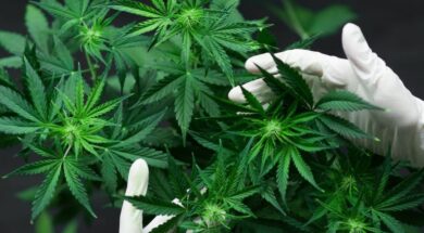 cannabis_shutterstock-2-768×480