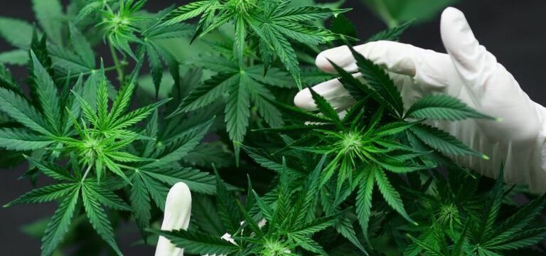 cannabis_shutterstock-2-768×480