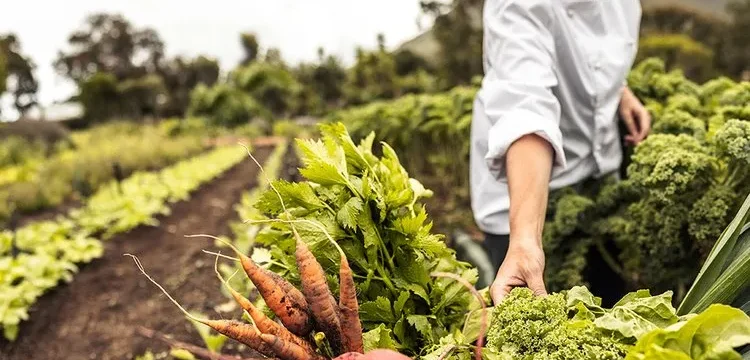 georgia1000width_750-thumb