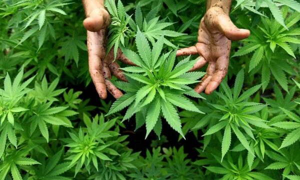 growing-cannabis1.2e16d0ba.fill-600×450