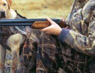 imagehandler.original