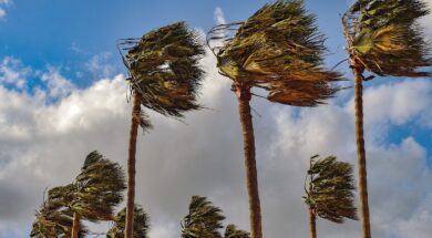 palm-trees-4293013_1280.2e16d0ba.fill-1375×729