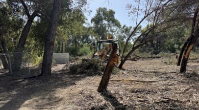 peykaeykaliptoiparkoakadimias