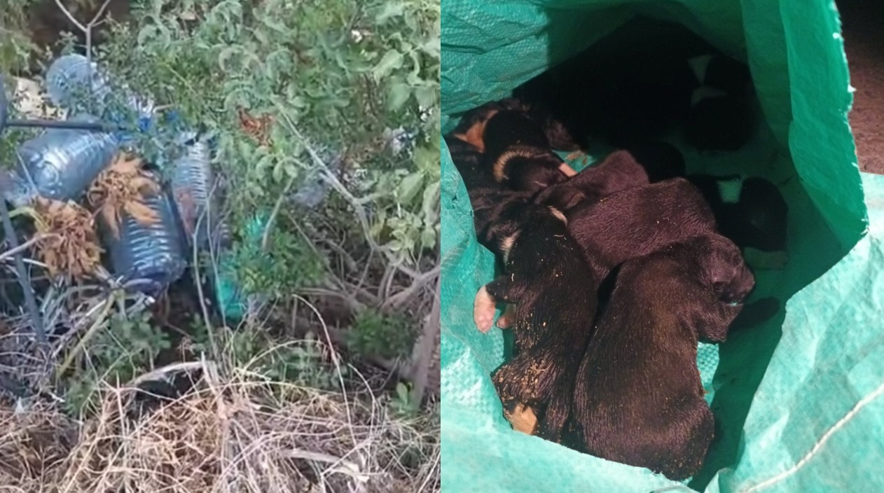 Πέταξαν 11 νεογέννητα σκυλάκια στα σκουπίδια, τραγικός θάνατος για τα πέντε