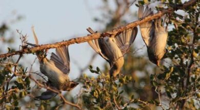 thumb__800_0_0_0_auto