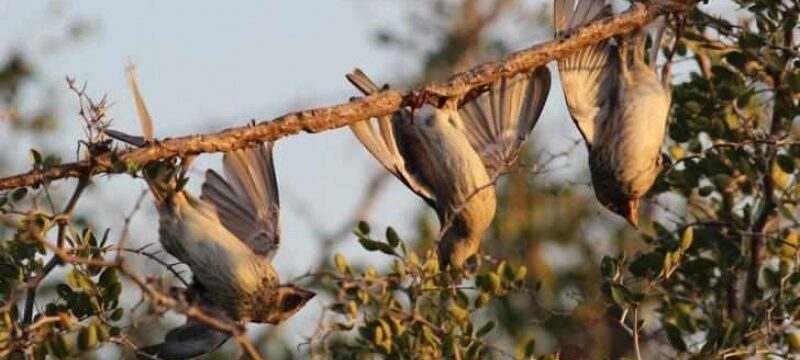 thumb__800_0_0_0_auto