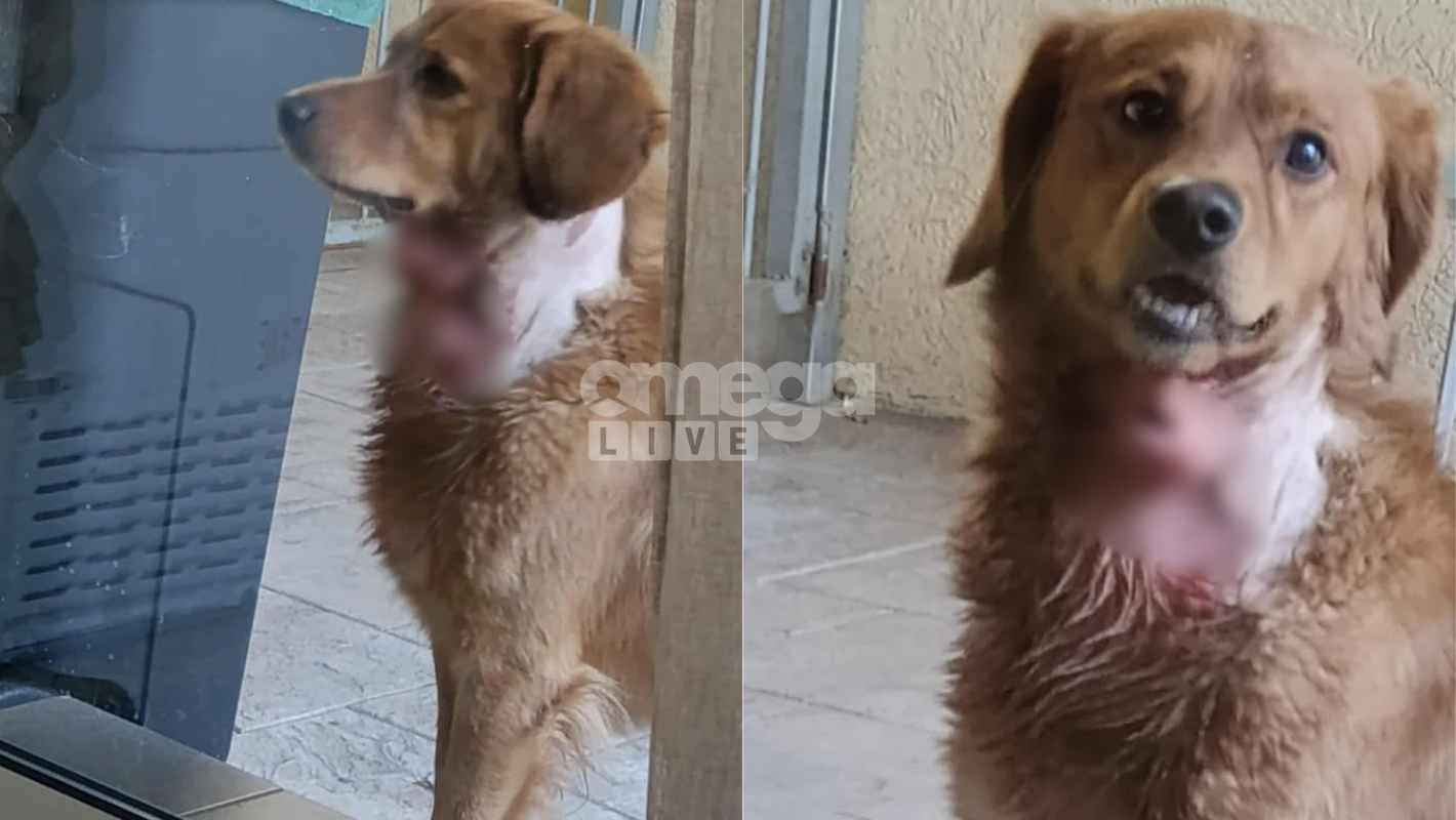Άγρια επίθεση σκύλου σε άλλο σκύλο / Συγκλονισμένη η ιδιοκτήτρια – «Ούρλιαζα, έπαθα νευρικό κλονισμό» (ΠΡΟΣΟΧΗ Σκληρές εικονες)