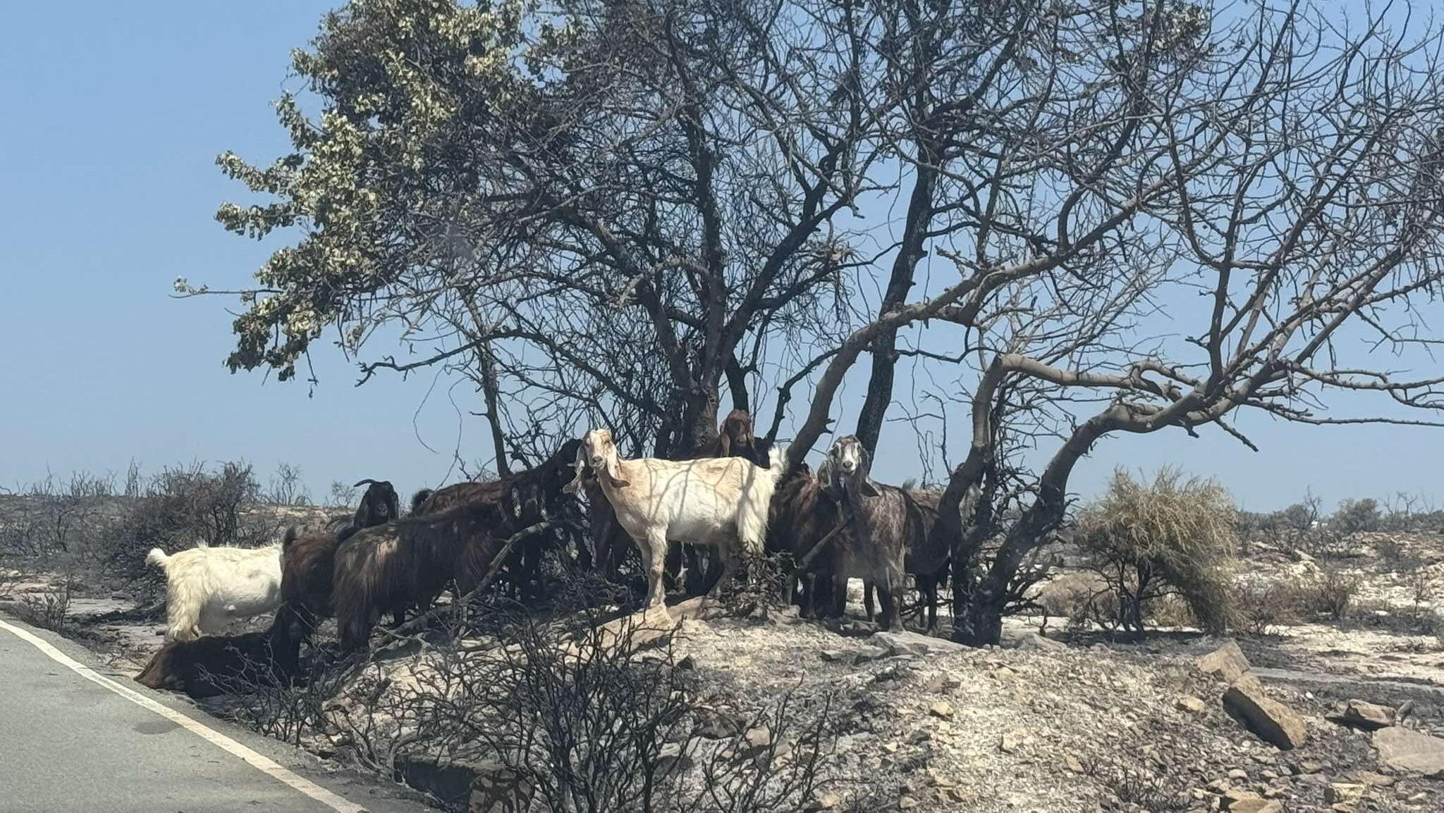 Στη δίνη της κακοκαιρίας οι πυρόπληκτες περιοχές, η Barbara εκκένωσε τον Αγ. Αμβρόσιο Στη δίνη της κακοκαιρίας οι πυρόπληκτες περιοχές, η Barbara εκκένωσε τον Αγ. Αμβρόσιο