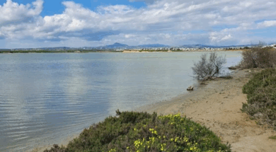 ΑΛΥΚΗ ΛΑΡΝΑΚΑΣ 1