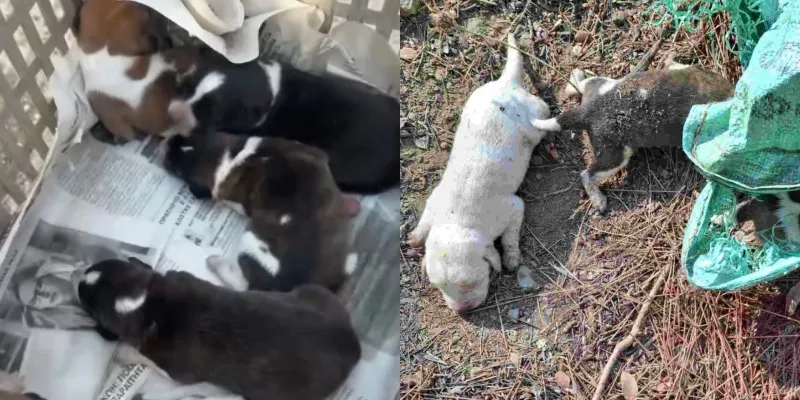 Έκκληση για νεογέννητα σκυλάκια που βρέθηκαν πεταμένα σε φράγμα  (φώτο – βίντεο)